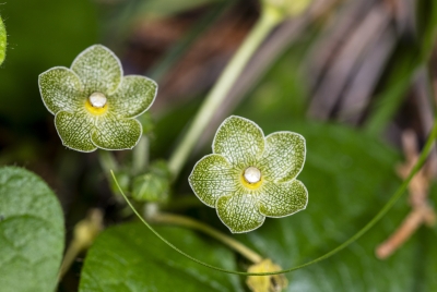 Milkvine May 2026
